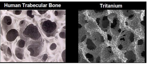 Porównanie struktury kości do struktury Tritanium